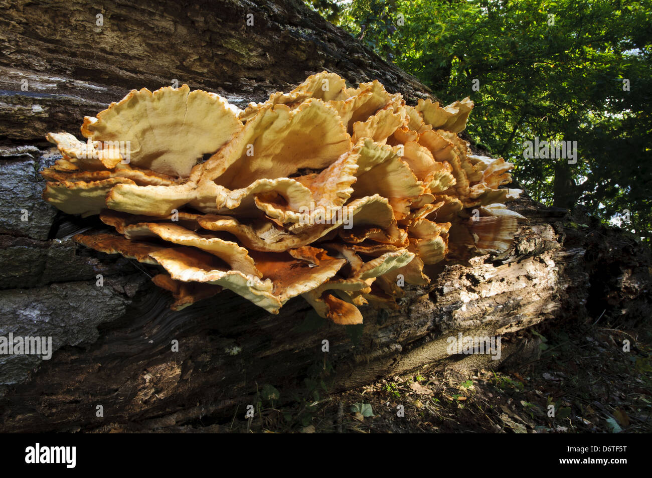 Chickenofthewoods Laetiporus sulphureus fruiting bodies extremely