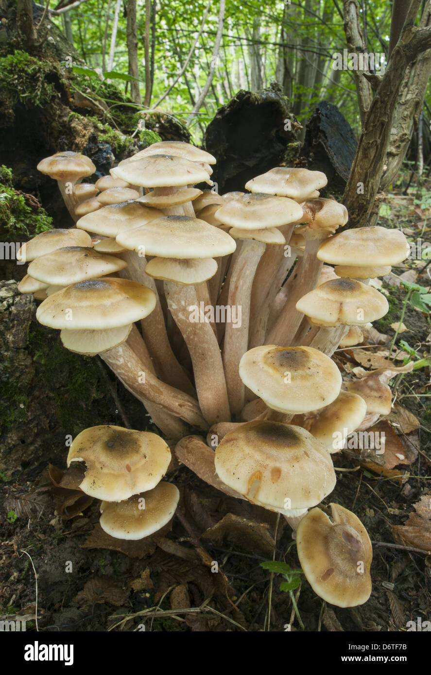 Honey Fungus Armillaria mellea fruiting bodies cluster growing on Common Ash Fraxinus excelsior stump in woodland North Downs Stock Photo