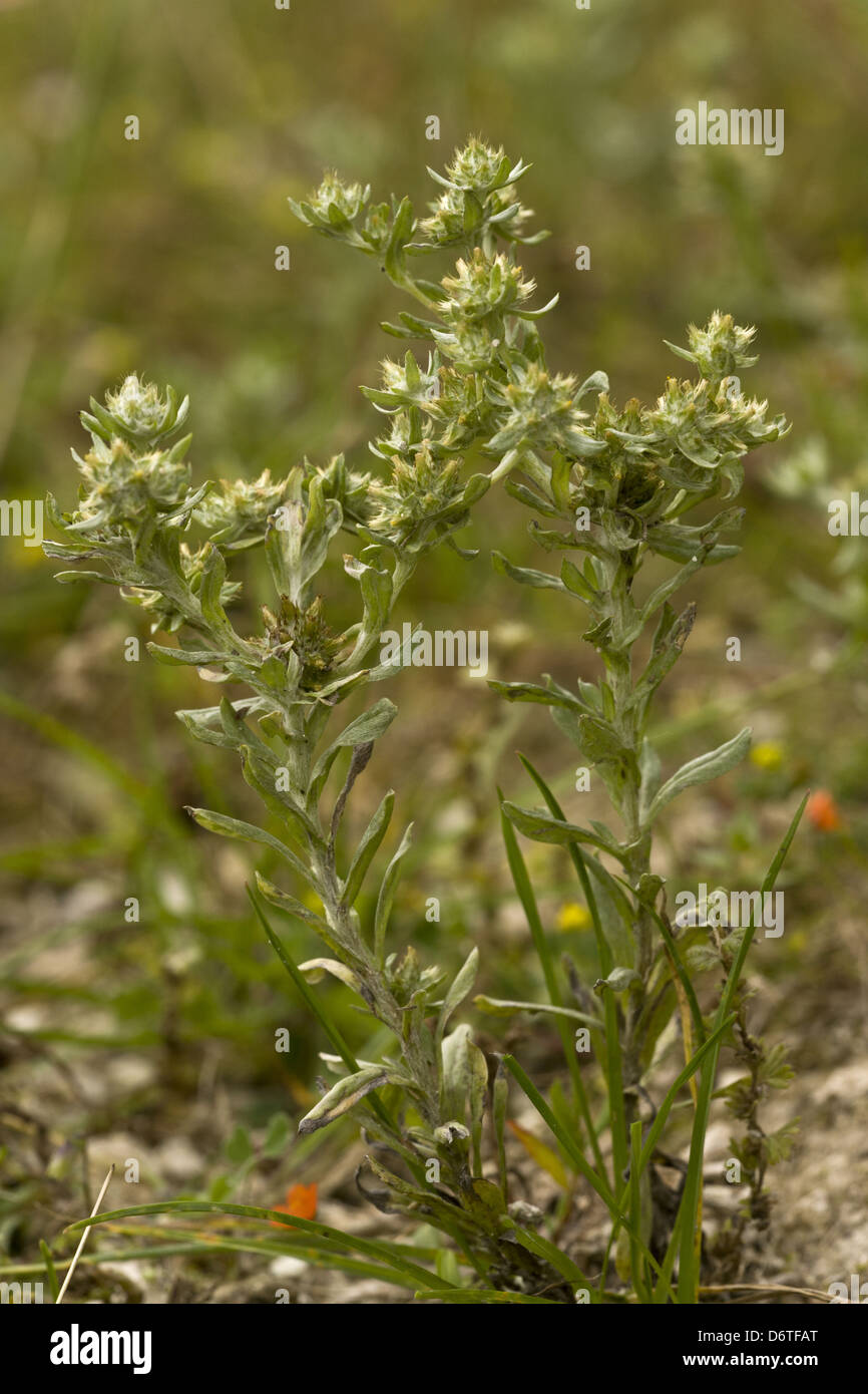 Broad-leaved Cudweed (Filago pyramidata) flowering, growing in arable field, Ranscombe Farm Nature Reserve, Kent, England, July Stock Photo