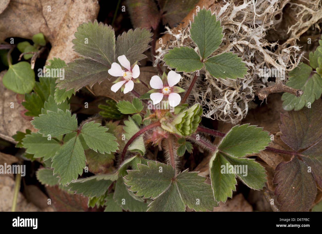 Pink Barren Strawberry (Potentilla micrantha) flowering, growing in woodland, Northern Greece, April Stock Photo