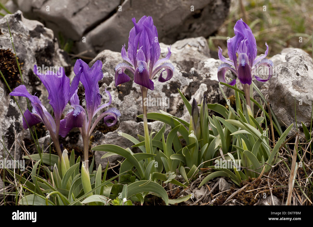 Dwarf Bearded Iris (Iris attica) flowering, Mount Parnassus, Greece, April Stock Photo