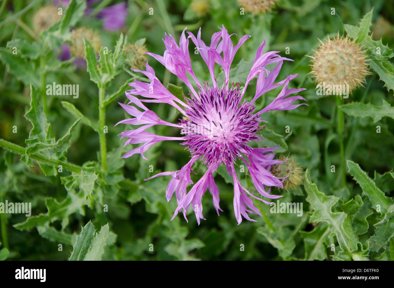 Purple flowering Thistle Stock Photo Alamy