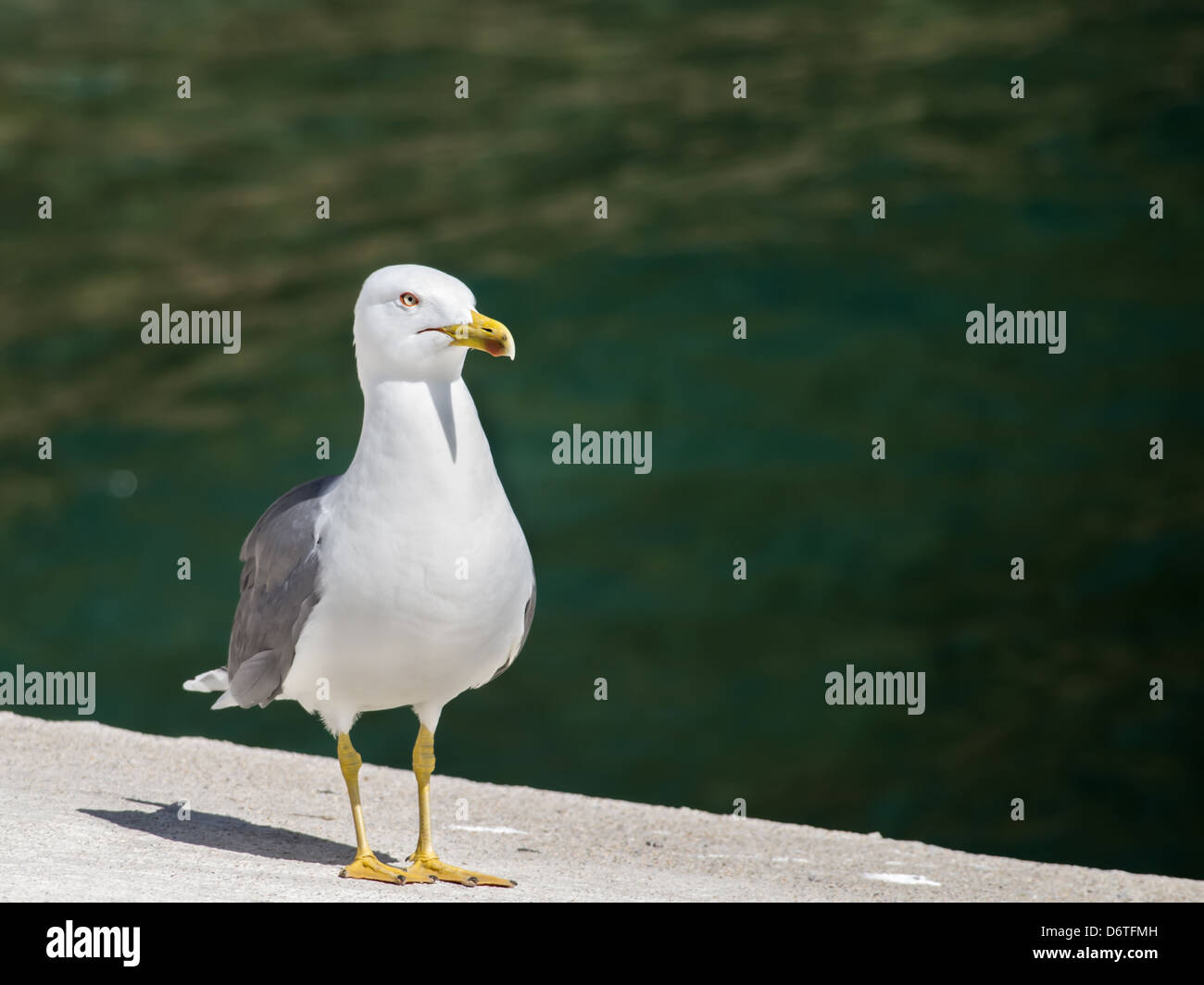 Seagull in the sea Stock Photo
