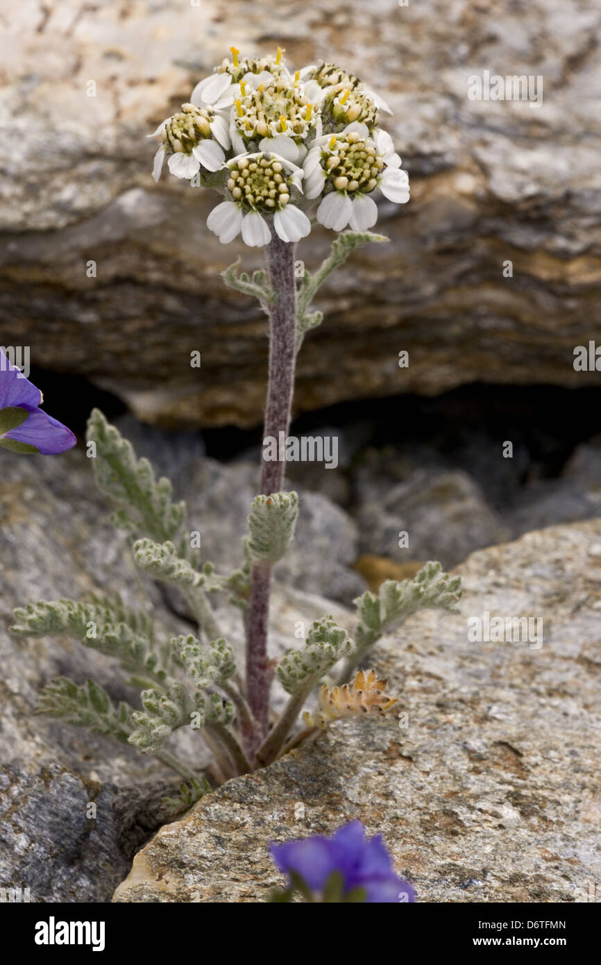 Dwarf Alpine Yarrow (Achillea nana) flowering, growing amongst rocks, French Alps, France, July Stock Photo