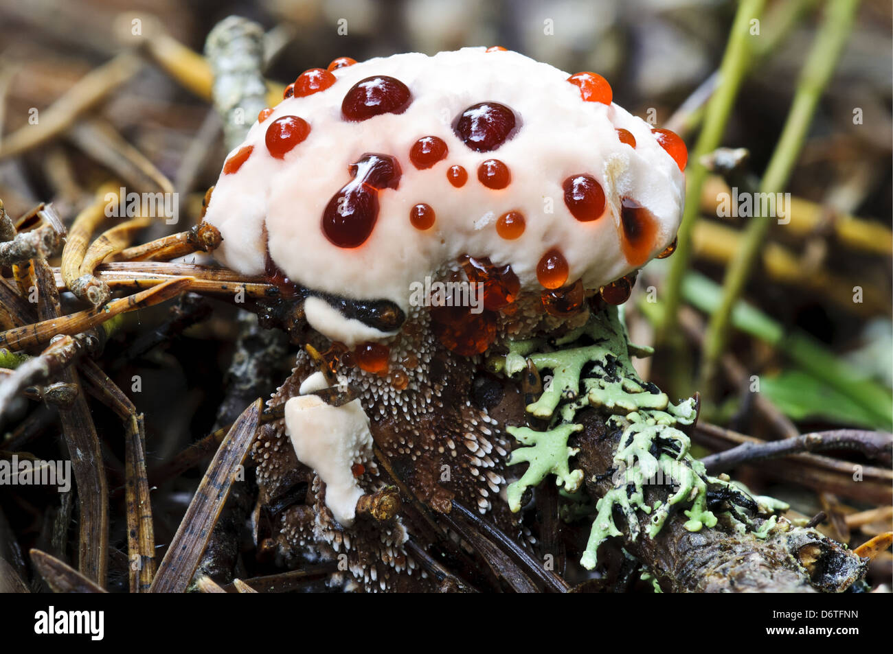 Devil's Tooth Fungus Hydnellum peckii young fruiting body 'bleeding' bright red juice growing through fallen pine needles Loch Stock Photo