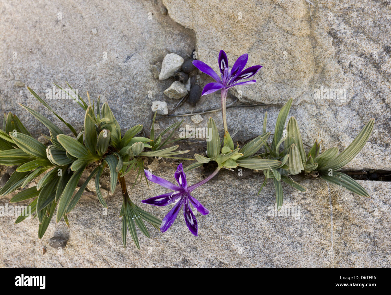 Baboon-root Babiana framesii flowering growing amongst rocks Nieuwoudtville Reserve Northern Cape Province South Africa August Stock Photo