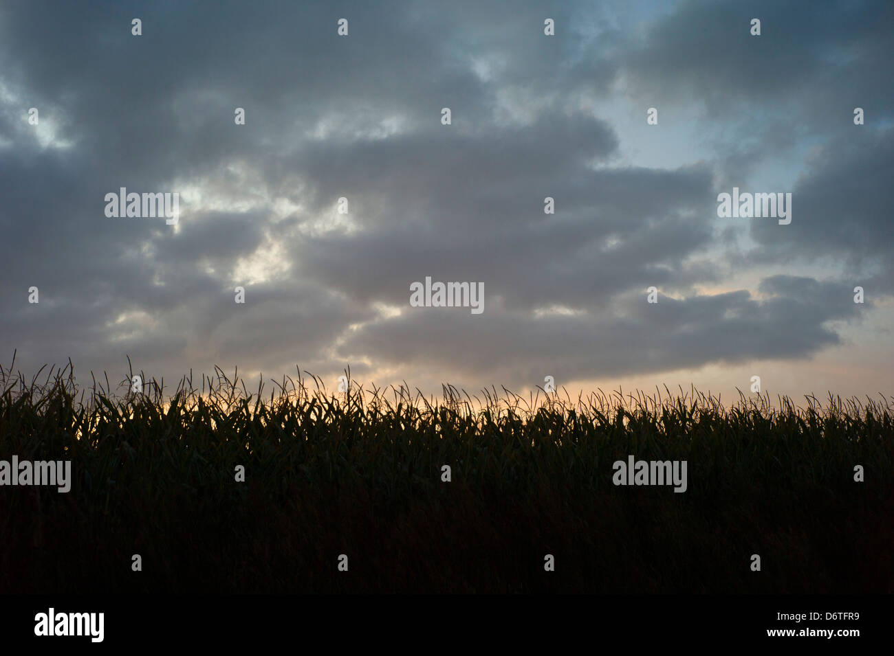 Sunrise and stormy sky over maize crop, Normandy, France Stock Photo