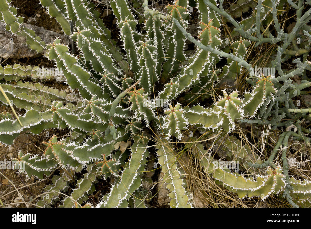 Euphorbia (Euphorbia venenata) spiny stems, South Africa, August Stock Photo