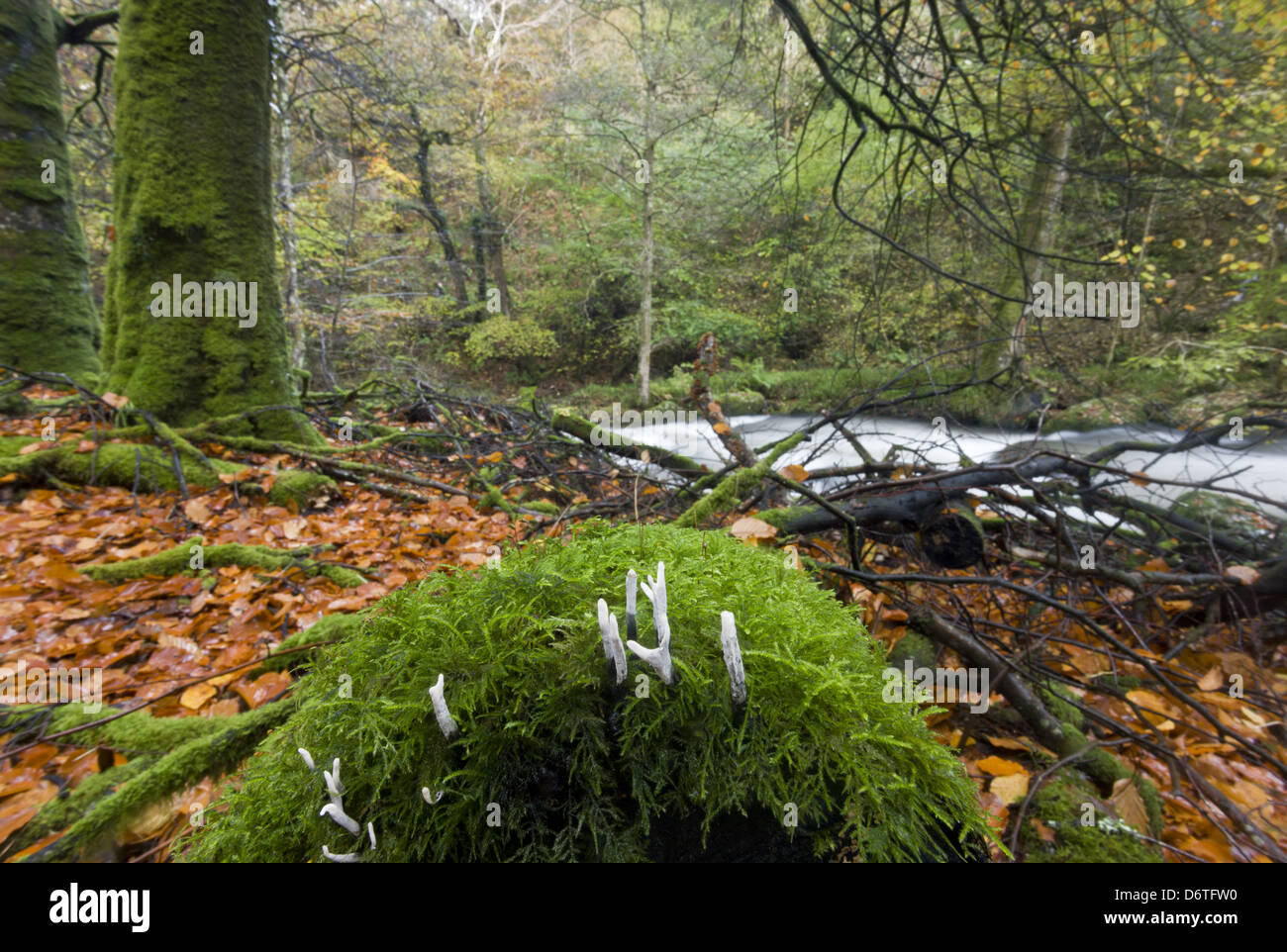 Candle-snuff Fungus Xylaria hypoxylon fruiting bodies growing on moss covered log in woodland habitat near river River Lyn Stock Photo