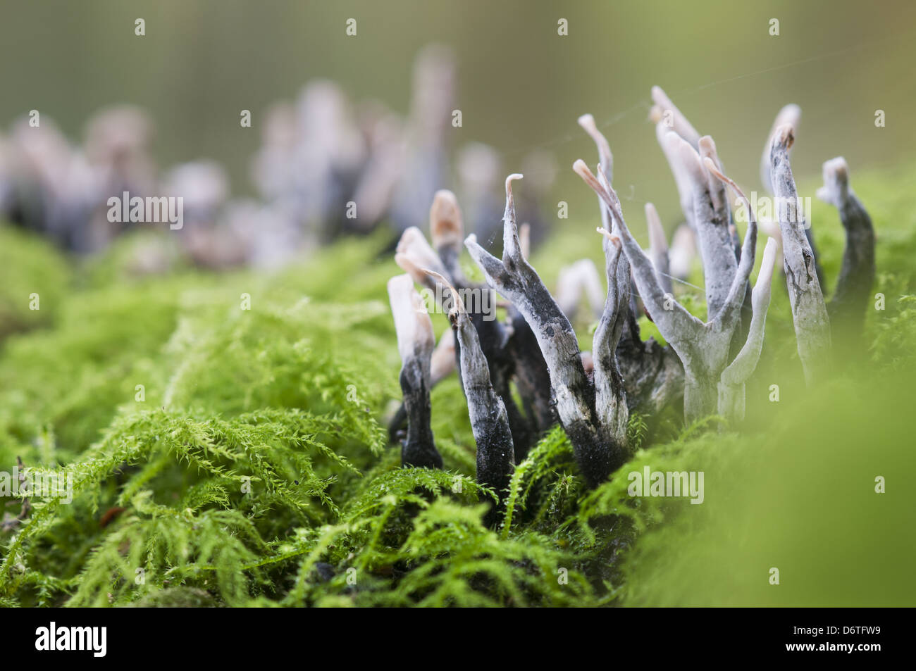 Candle-snuff Fungus Xylaria hypoxylon fruiting bodies growing on moss covered dead wood in woodland North Downs Kent England Stock Photo