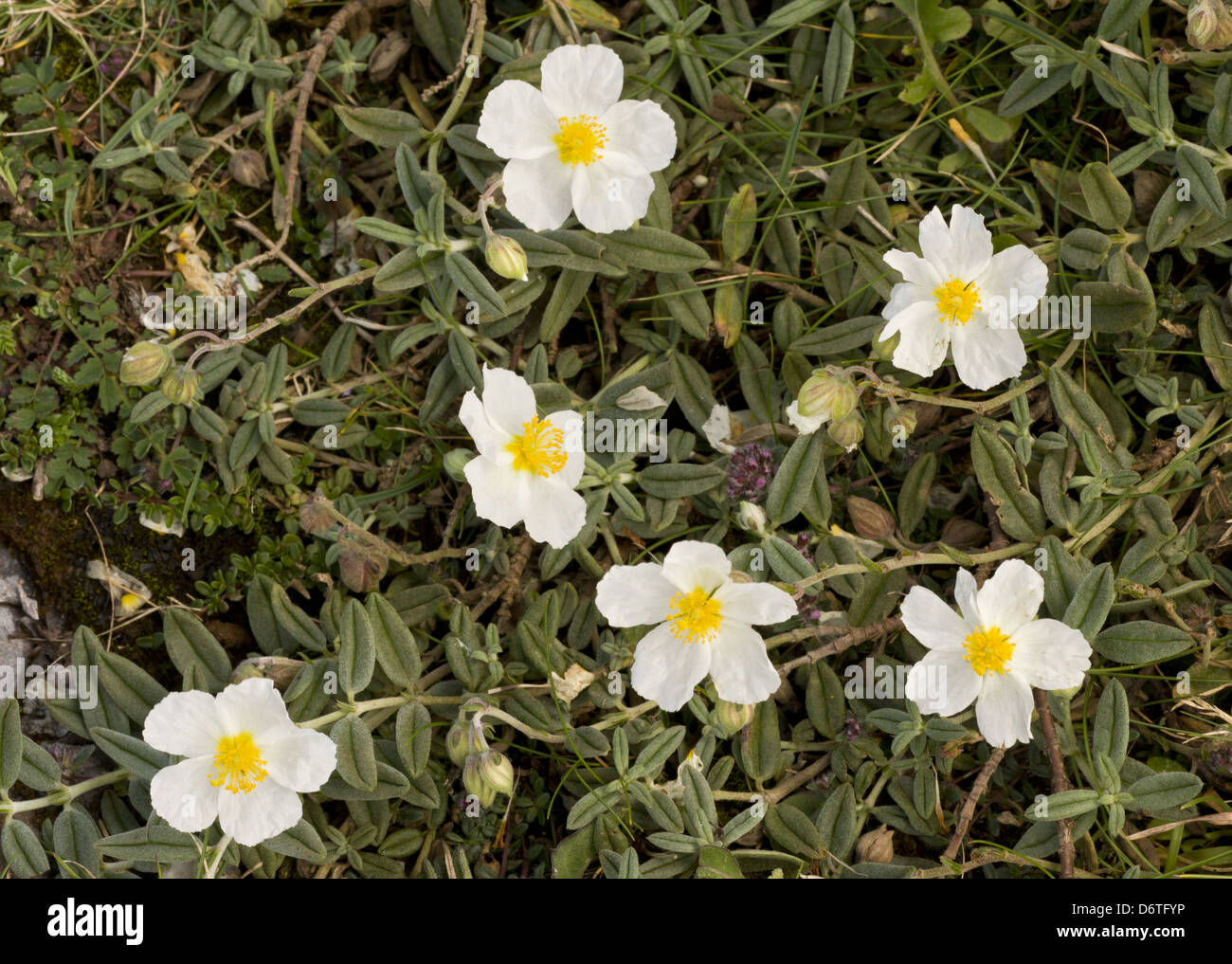 White Rock-rose (Helianthemum apenninum) flowering, Berry Head N.N.R., Torbay, Devon, England, July Stock Photo