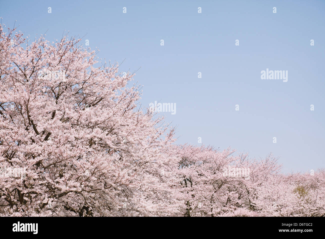 Cherry blossoms and blue sky Stock Photo - Alamy
