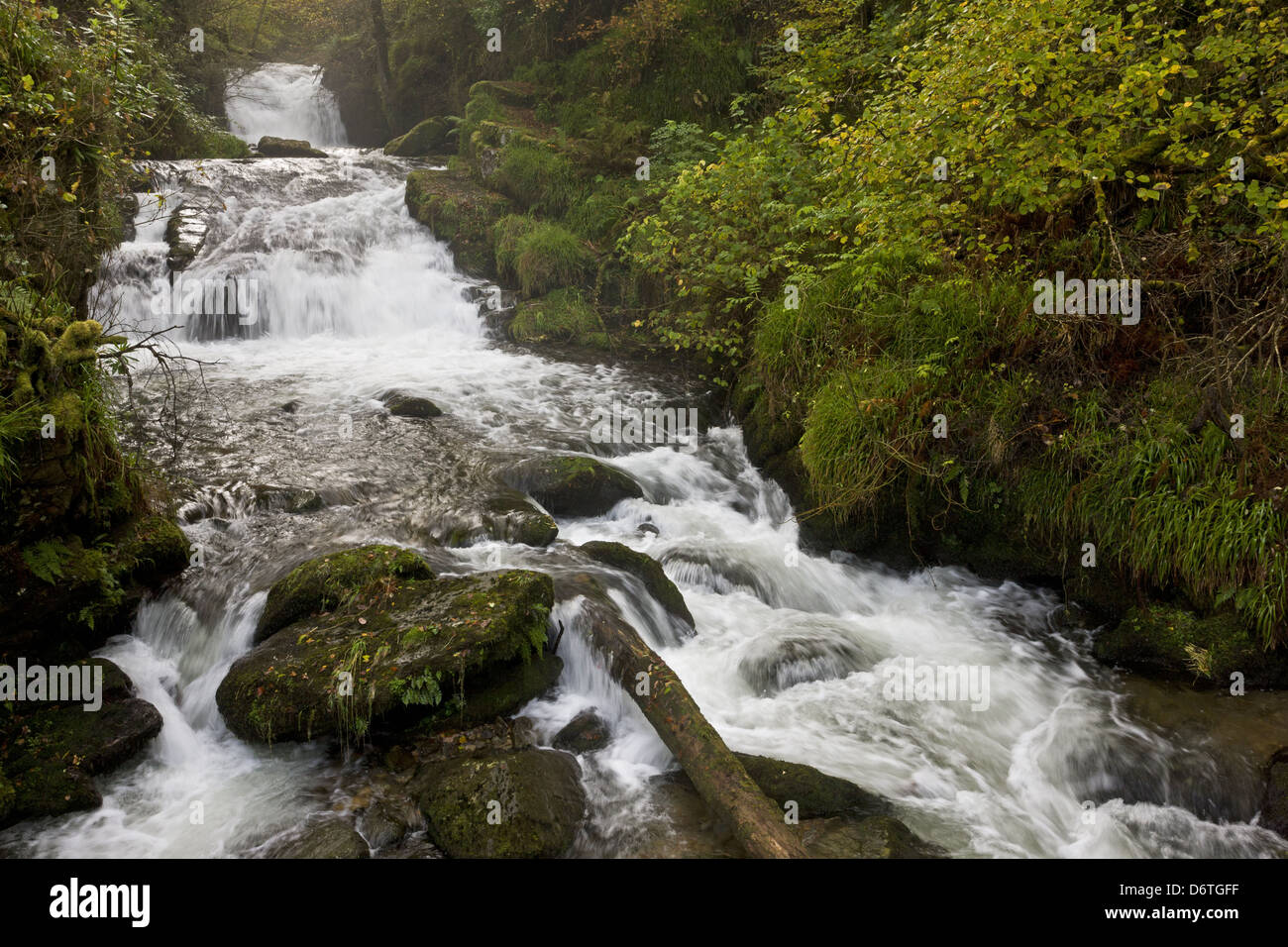 Waterfall cascades rapids on river flowing through woodland habitat