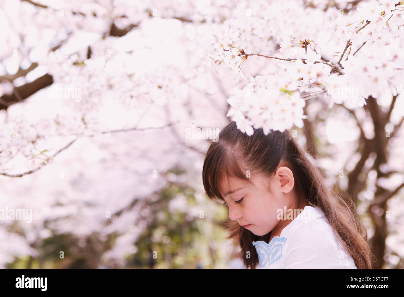 Young girl with cherry blossoms Stock Photo - Alamy
