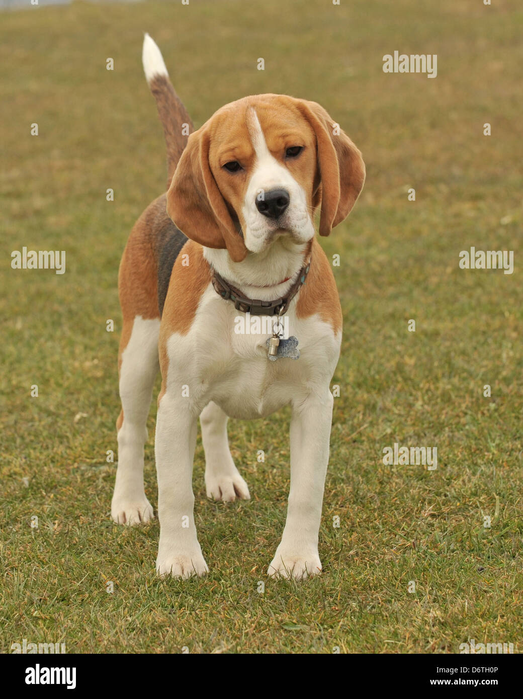 beagle dog Stock Photo