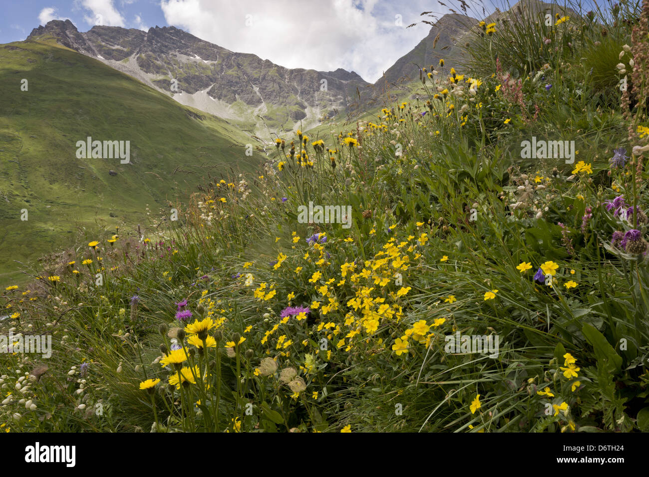 High mountain alpine flower hi-res stock photography and images - Alamy