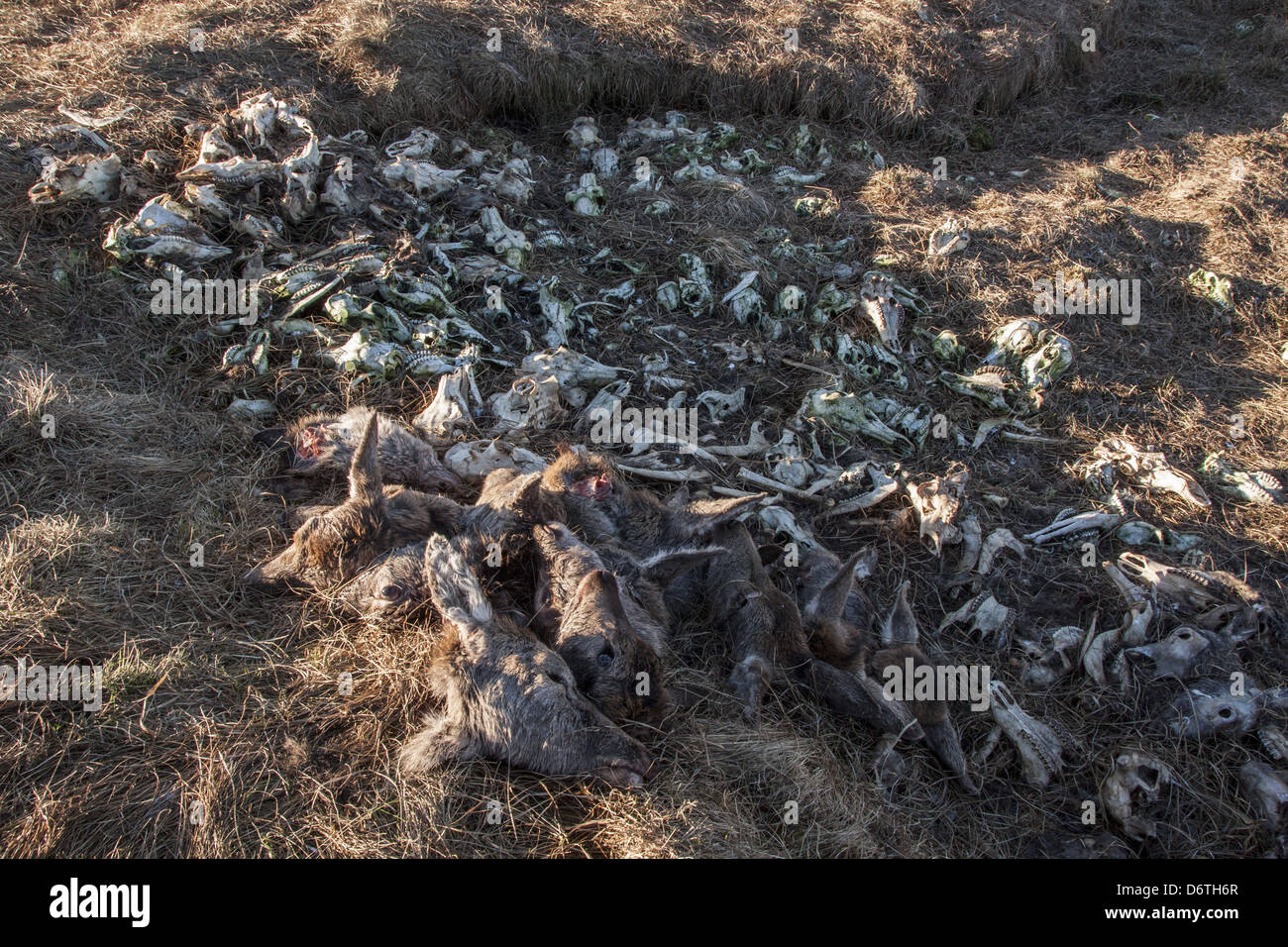 Red Deer Dump >> Ddeer Stock Photos Ddeer Stock Images Alamy Red Deer Dump >> Ddeer Stock Photos Ddeer Stock Images Alamy