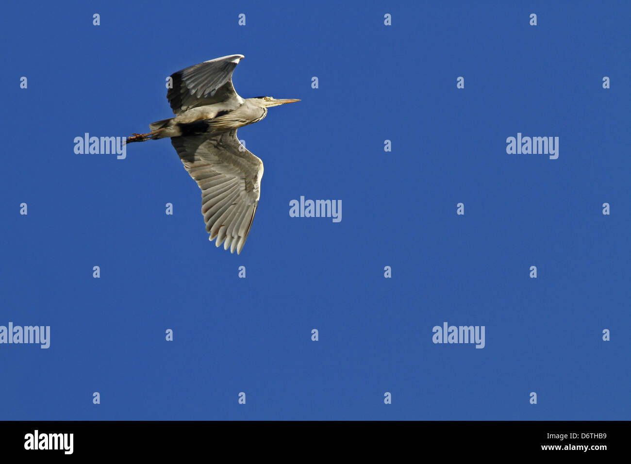 Flying Grey Heron Stock Photo