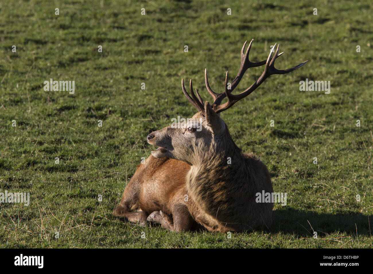 A 10 point Red Deer stag resting - Isle of Jura Scotland Stock Photo