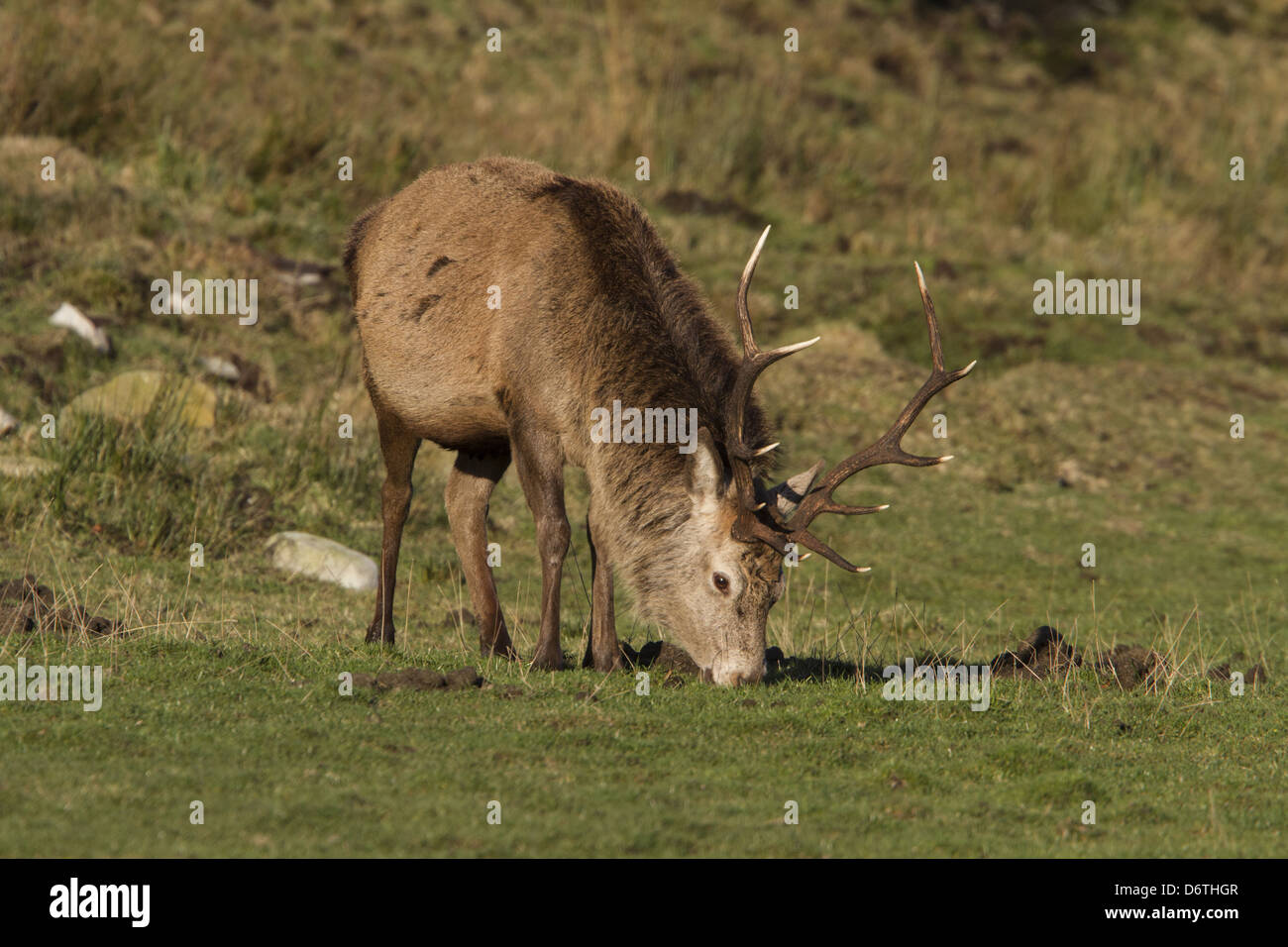A 10 point Red Deer stag grazing - Isle of Jura Scotland Stock Photo