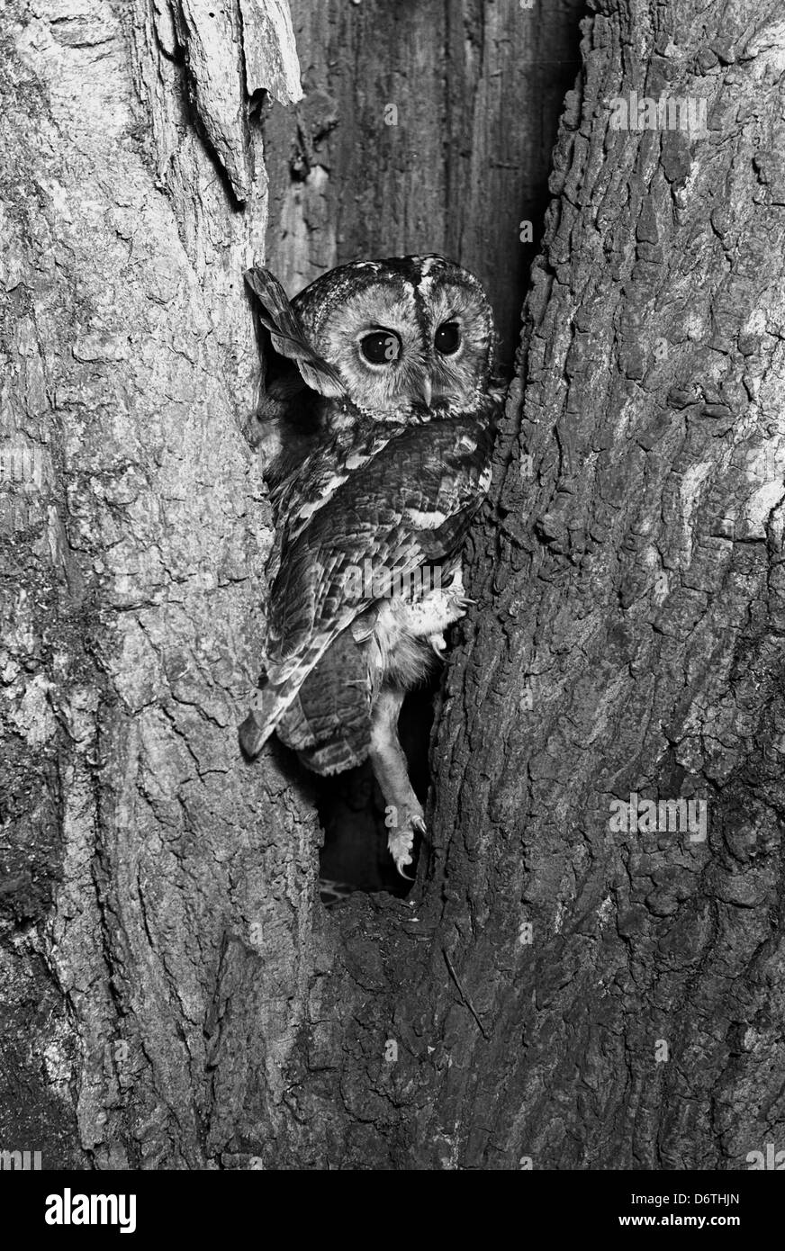 Tawny Owl Strix aluco the owl that took Eric Hosking's eye 19th April 1938 Sanderson camera Serrac 8.5inch lens F/16 1/75th Stock Photo