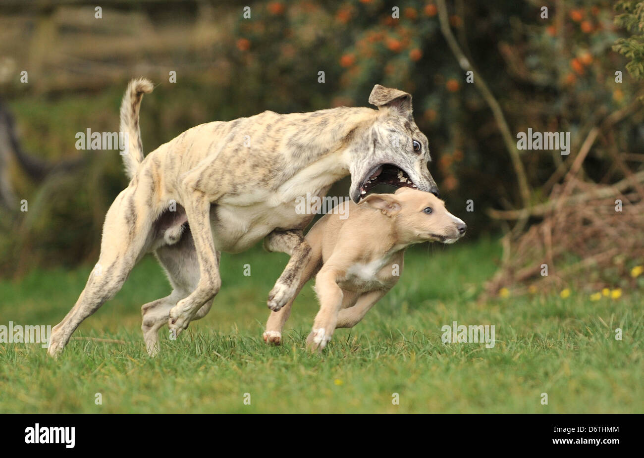 big lurcher playing with puppy Stock Photo