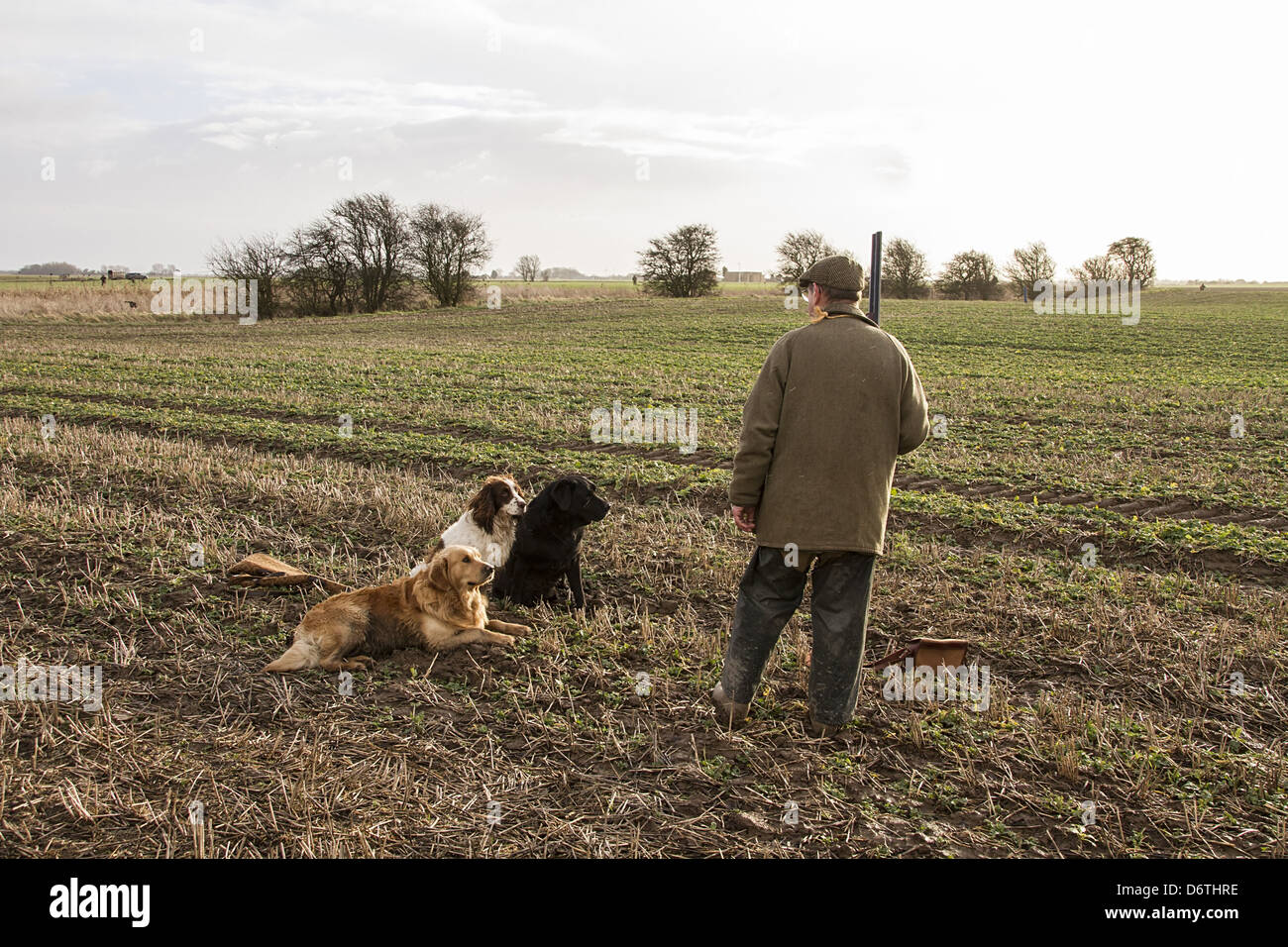 Man with 12 bore shotgun and working gun dogs, at pheasant shoot North