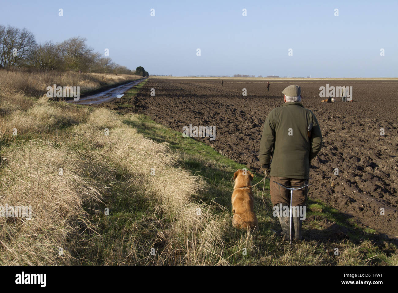 Line Men 12 bore shotguns pheasant shoot waiting for the beaters flush pheasants from game cover North Norfolk  England winter Stock Photo