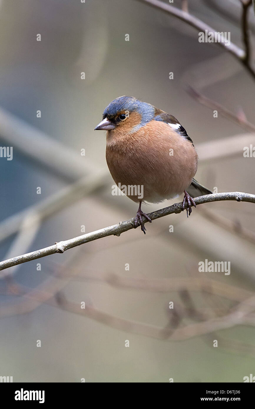 Male Chaffinch in spring on tree branch Stock Photo
