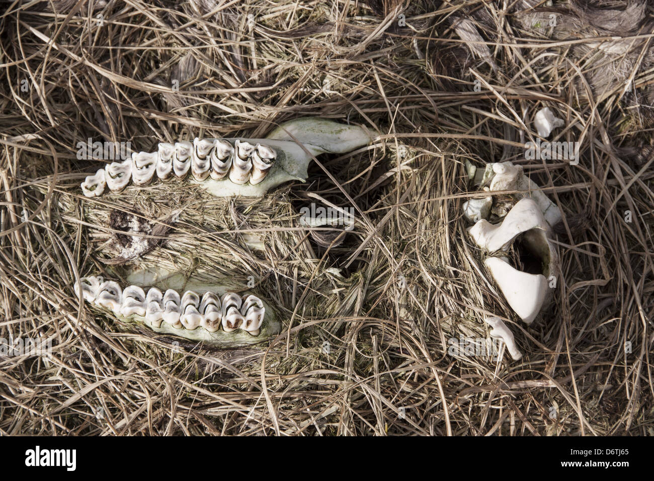 Red Deer scull showing upper jaw and teeth Stock Photo