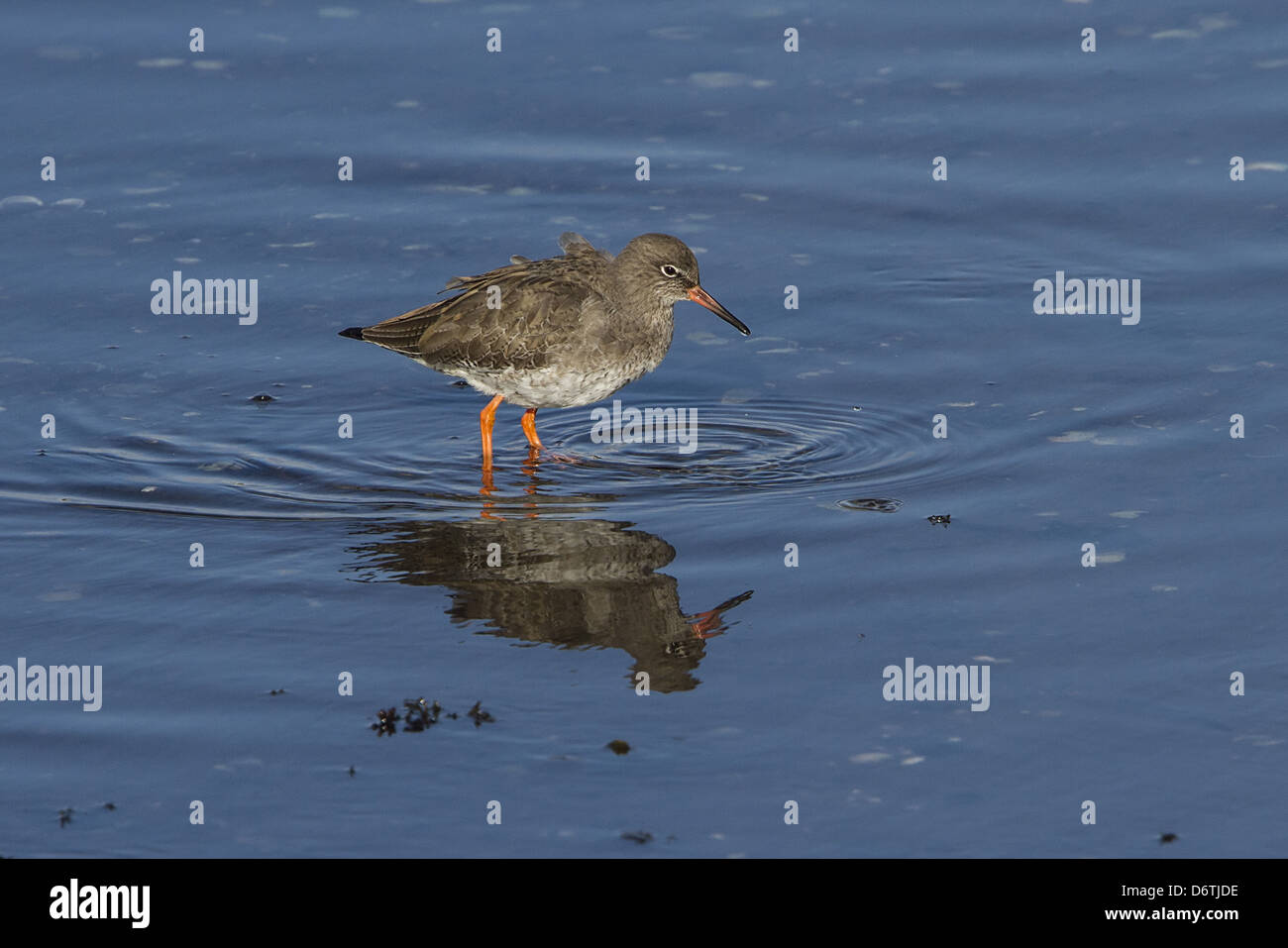 Common Redshank wading -Scotland. Stock Photo