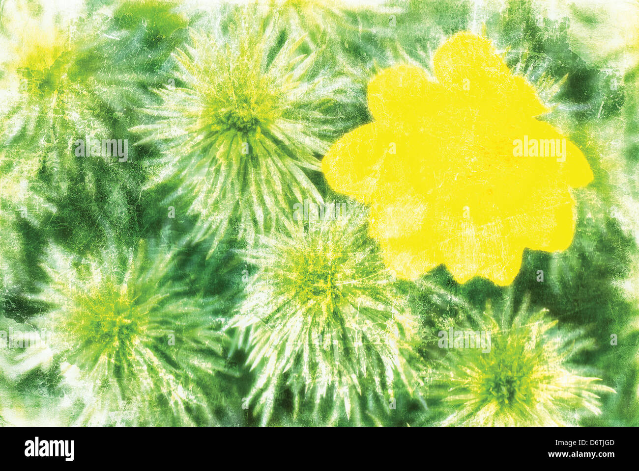 full-blown yellow flower and green branches, artwork in painting style Stock Photo