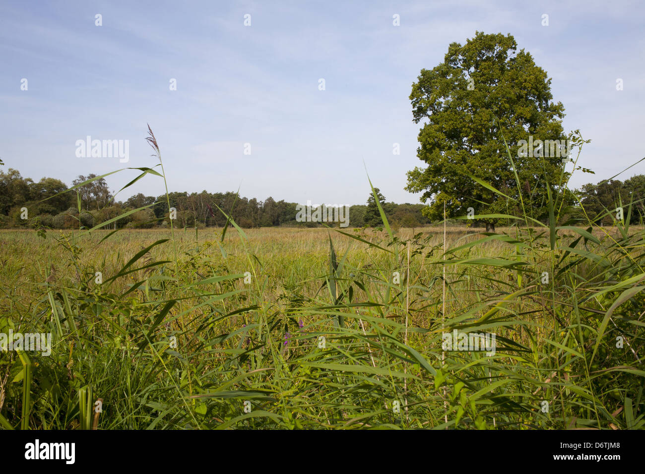 Open marshy grassland and reedbed habitat on wetland nature reserve