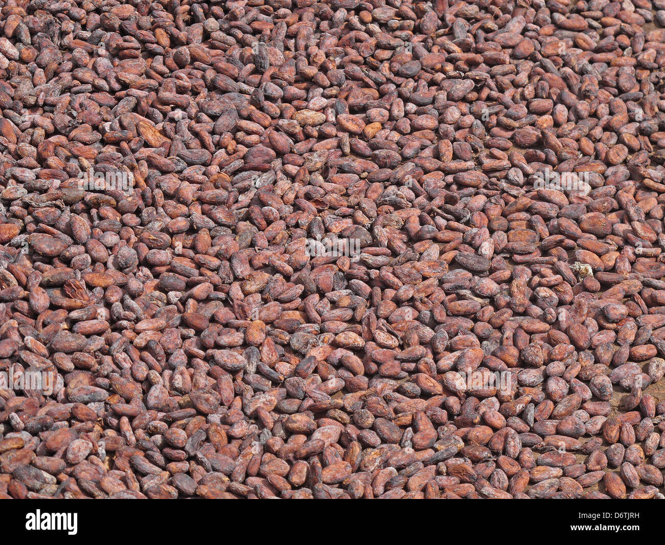 Cocoa Theobroma cacao crop close-up beans in drying tray Fond Doux Plantation St. Lucia Windward Islands Lesser Antilles Stock Photo
