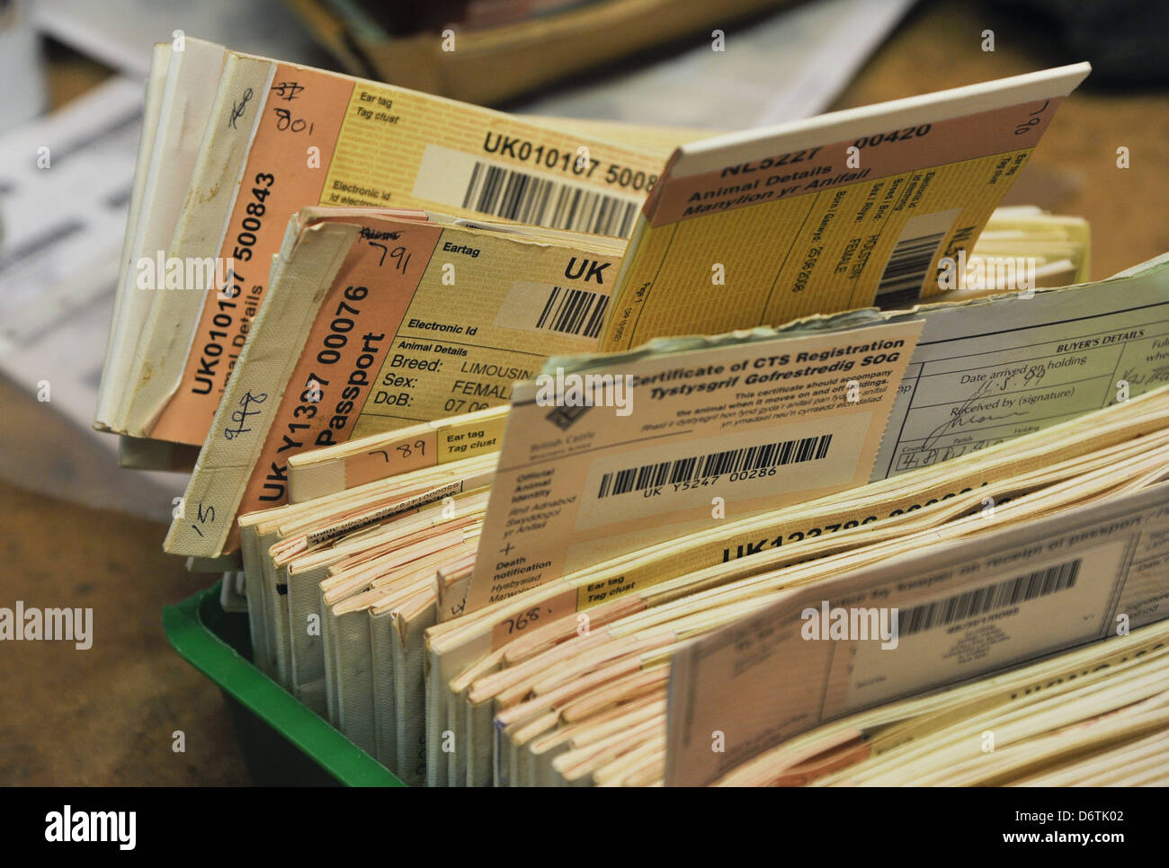 Cattle farming, cattle passports at livestock market, Gisburn Auction Mart, Lancashire, England, December Stock Photo