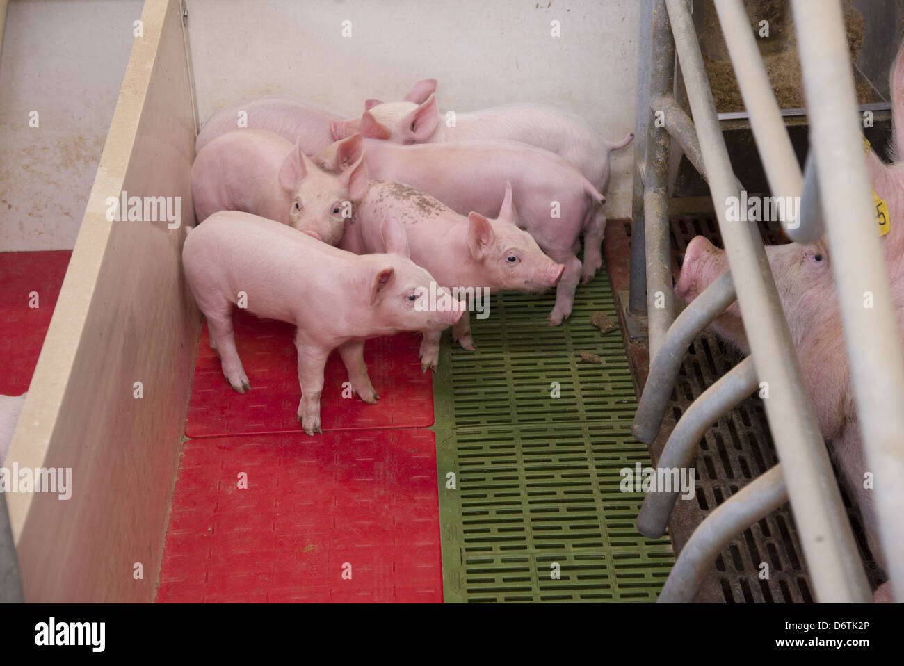 Pig farming, sow with piglets on heated pad in farrowing crate, in