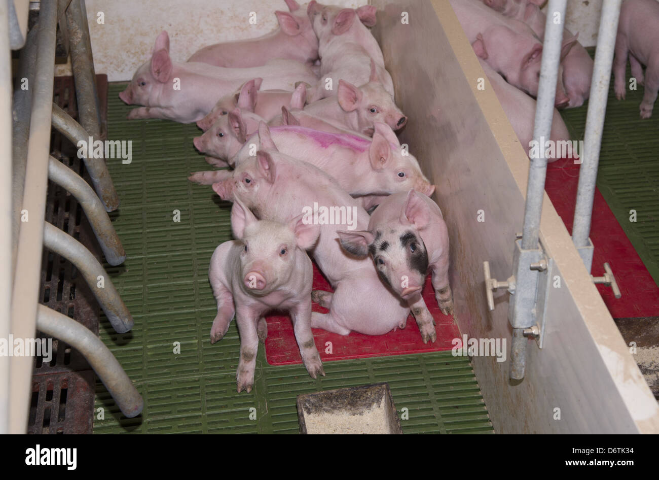 Pig farming, piglets resting on heated pad in farrowing crate, in Stock