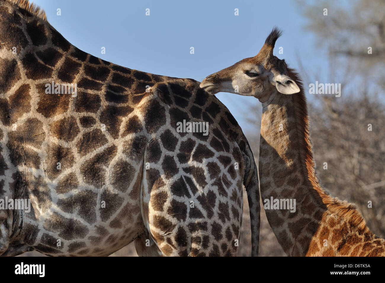 Giraffes, Giraffa camelopardalis, mother and calf, walking together, Kruger National Park, South Africa Stock Photo