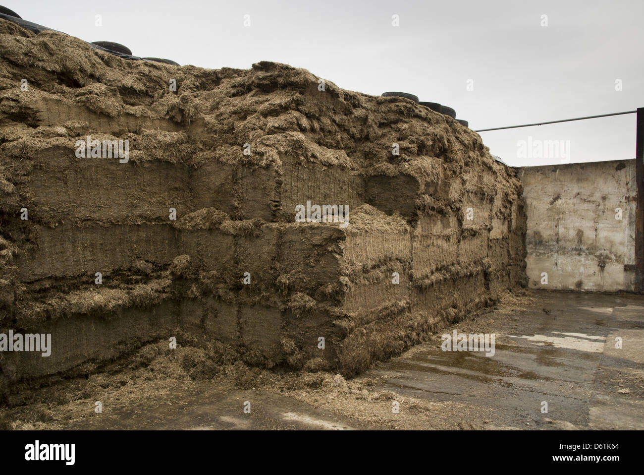 Grass silage clamp, Cheshire, England, January Stock Photo
