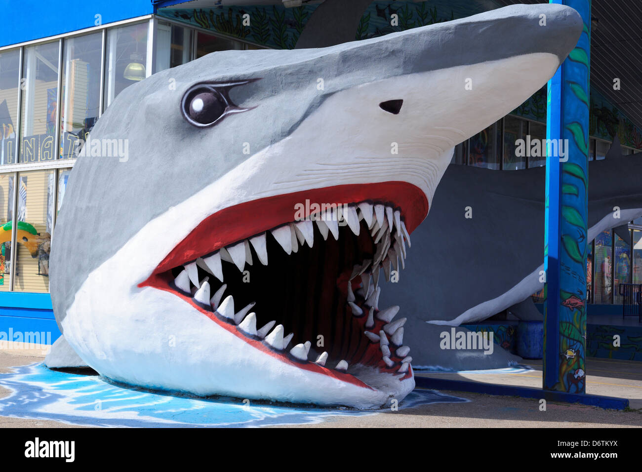 Corpus Christi Texas USA Surf Shop with Shark entrance Stock Photo - Alamy