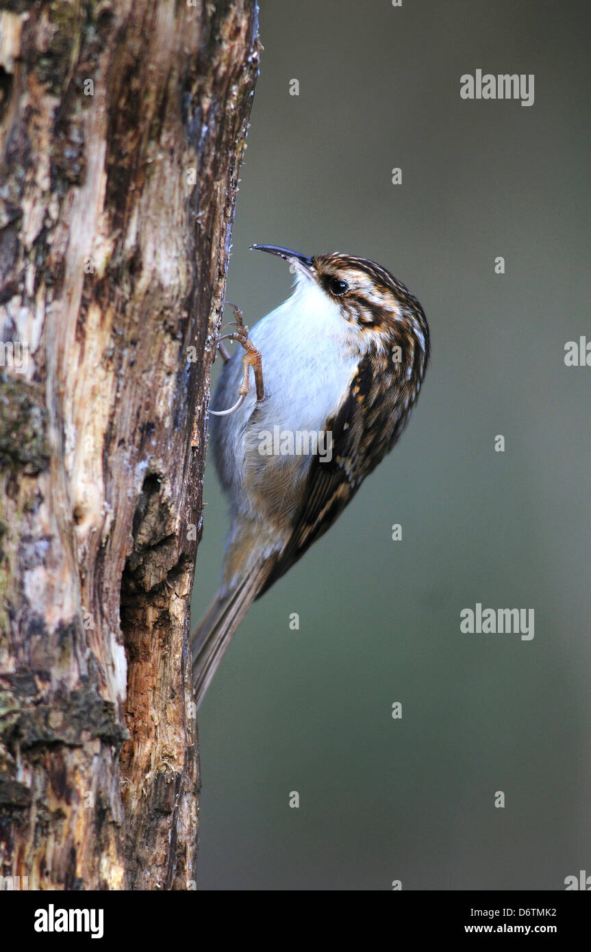 A treecreeper on a dead trunk looking for insects Stock Photo