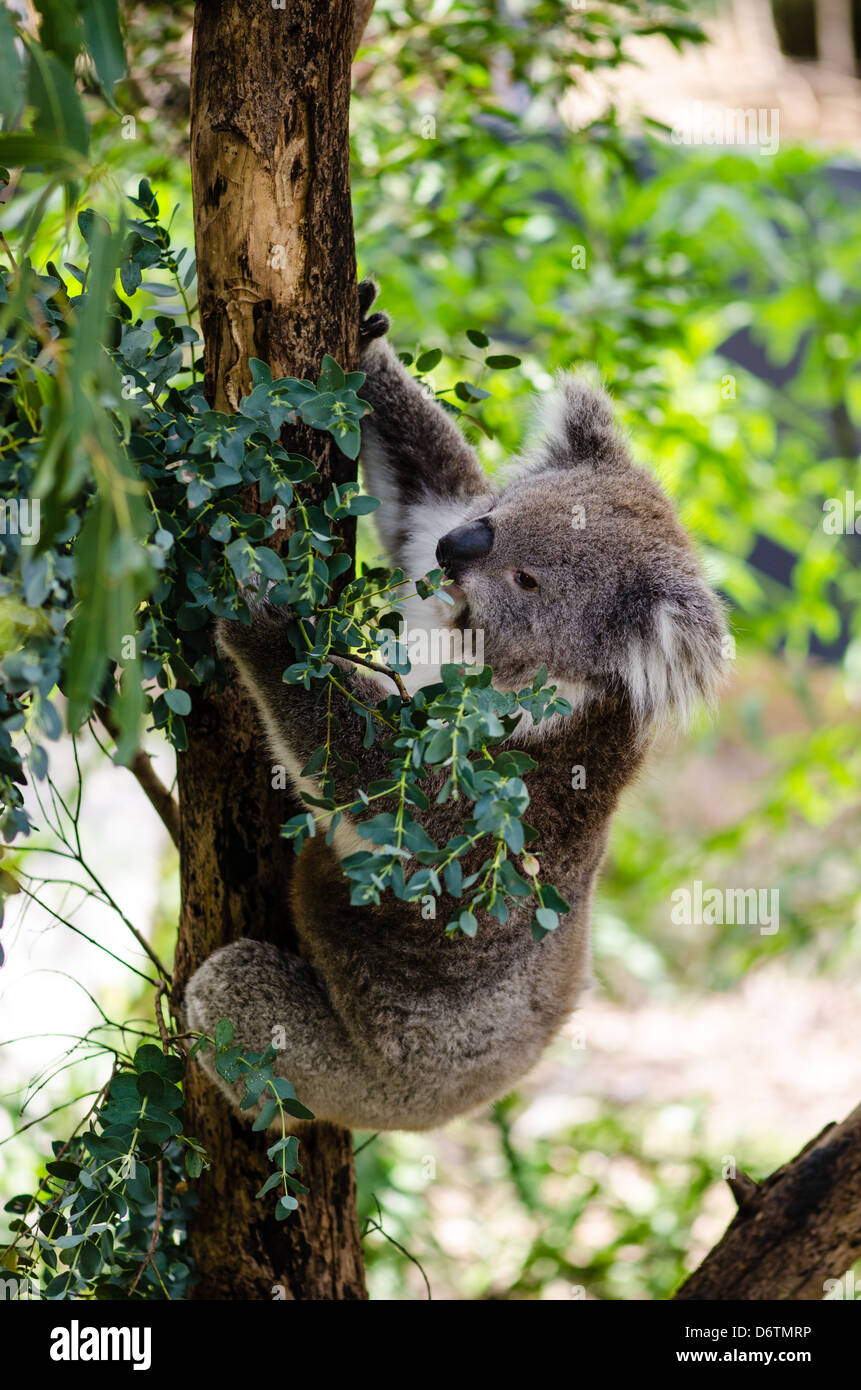 koala-phascolarctos-cinereus-in-eucalyptus-tree-eating-leaves-with