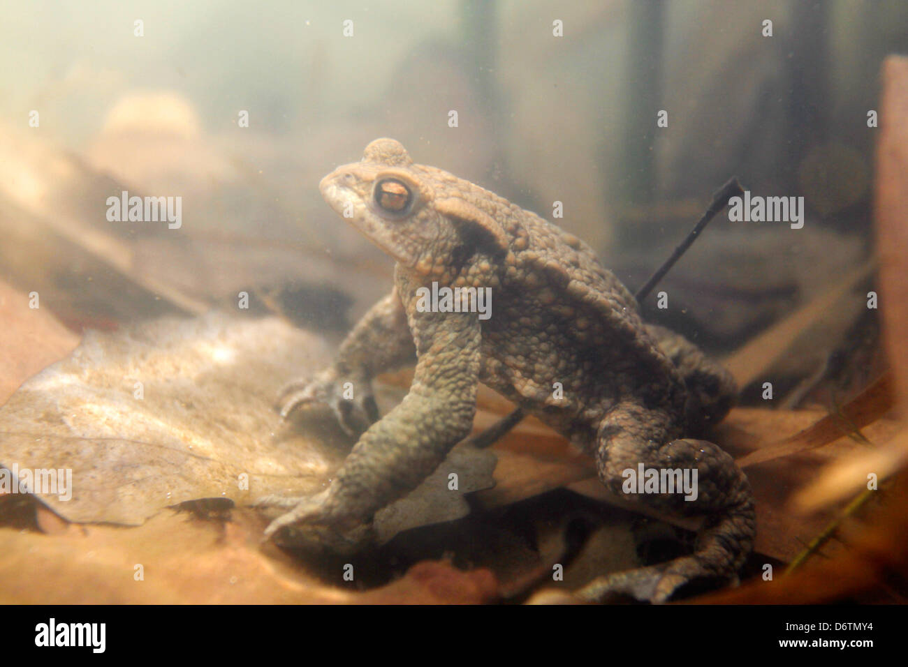 Germany/Brandenburg/Haidemuehl, a toad (european toad - bufo bufo) in a lake, 17 April 2013 Stock Photo