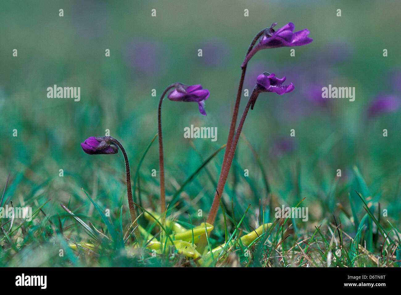 Common butterwort in flower Stock Photo Alamy