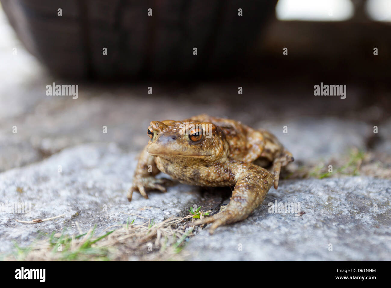 Germany/Brandenburg/ILLUSTRATION: toad migration, 17 April 2013 Stock Photo