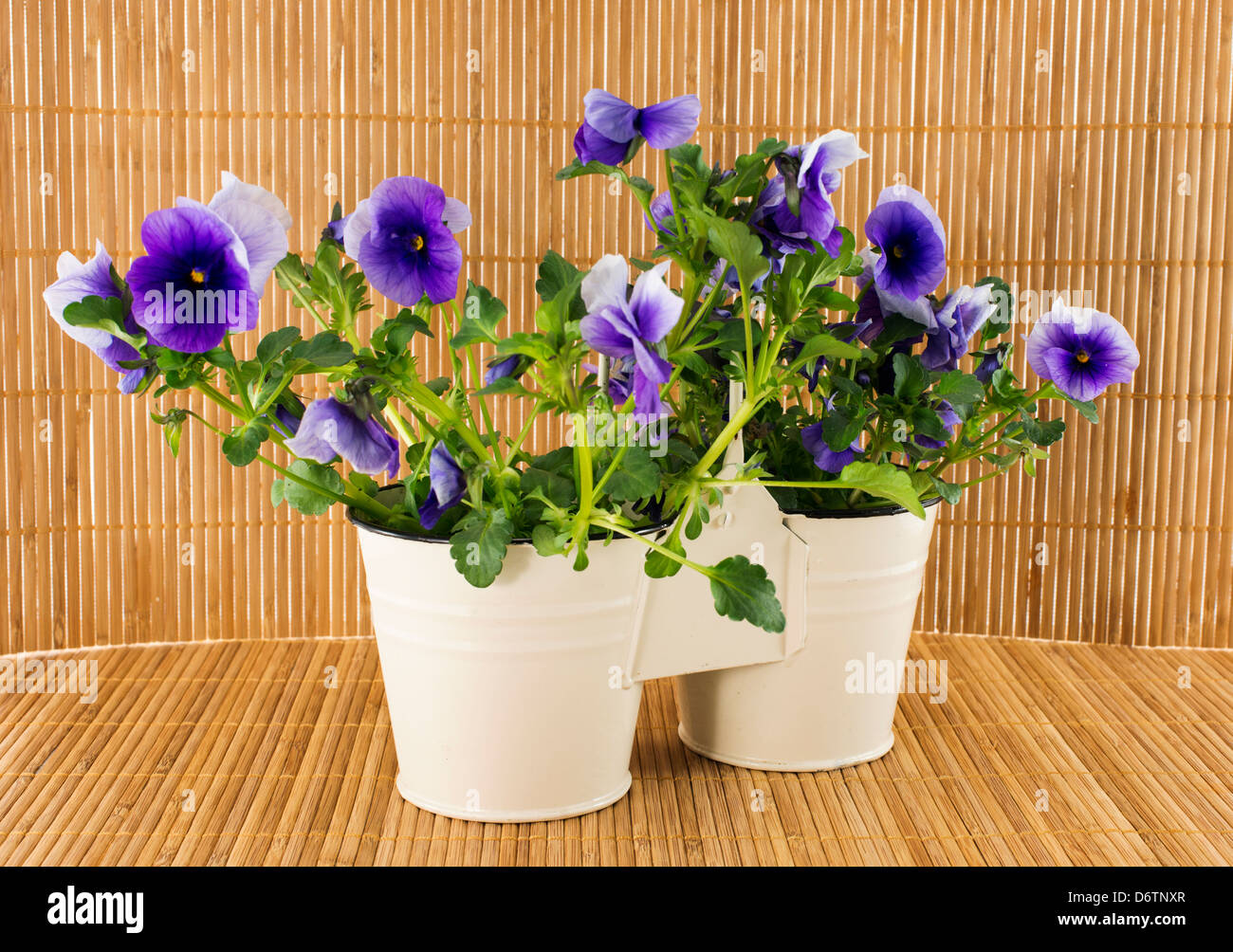 purple spring violets on bamboo background Stock Photo Alamy