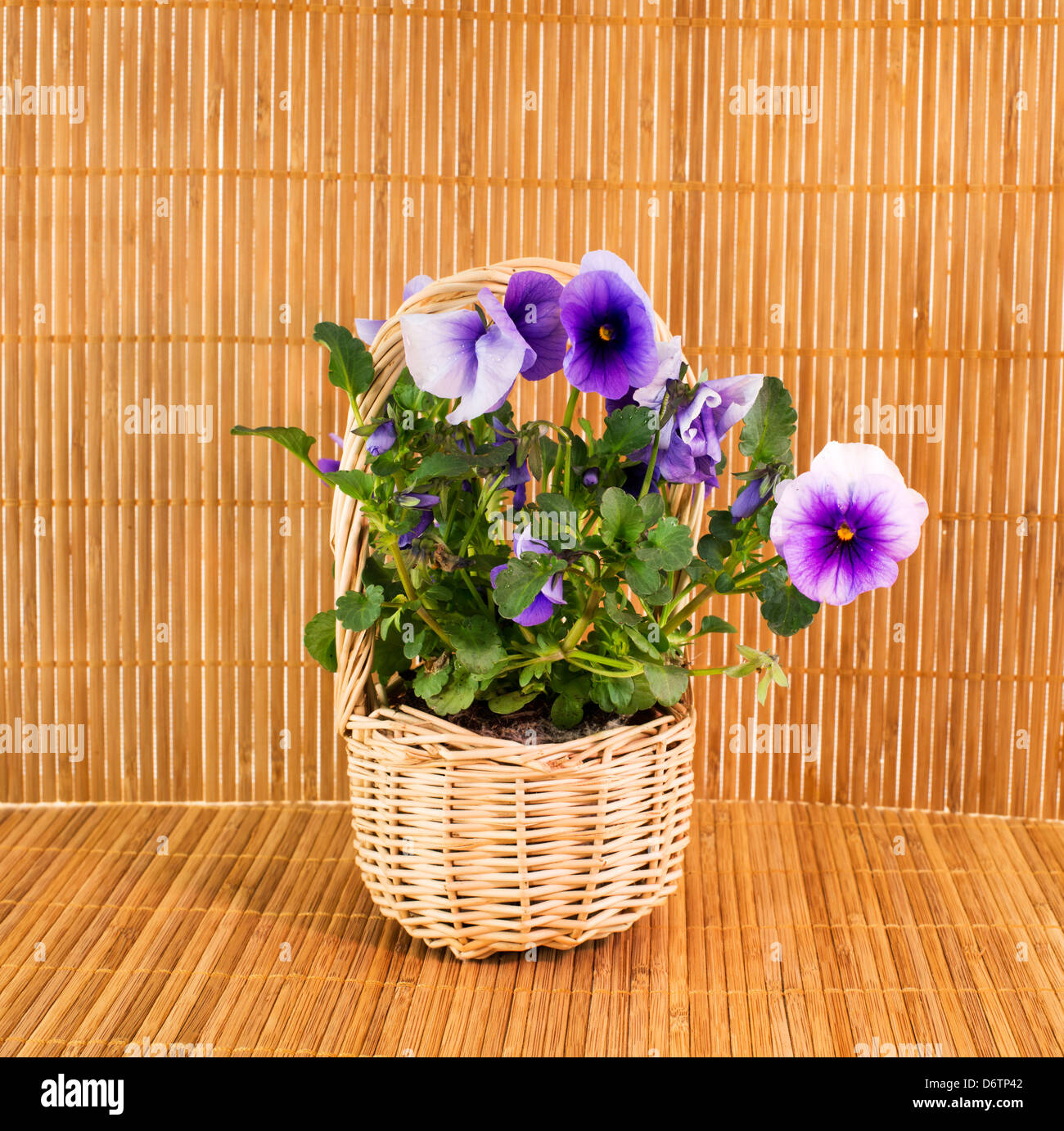 spring violets on bamboo background Stock Photo Alamy