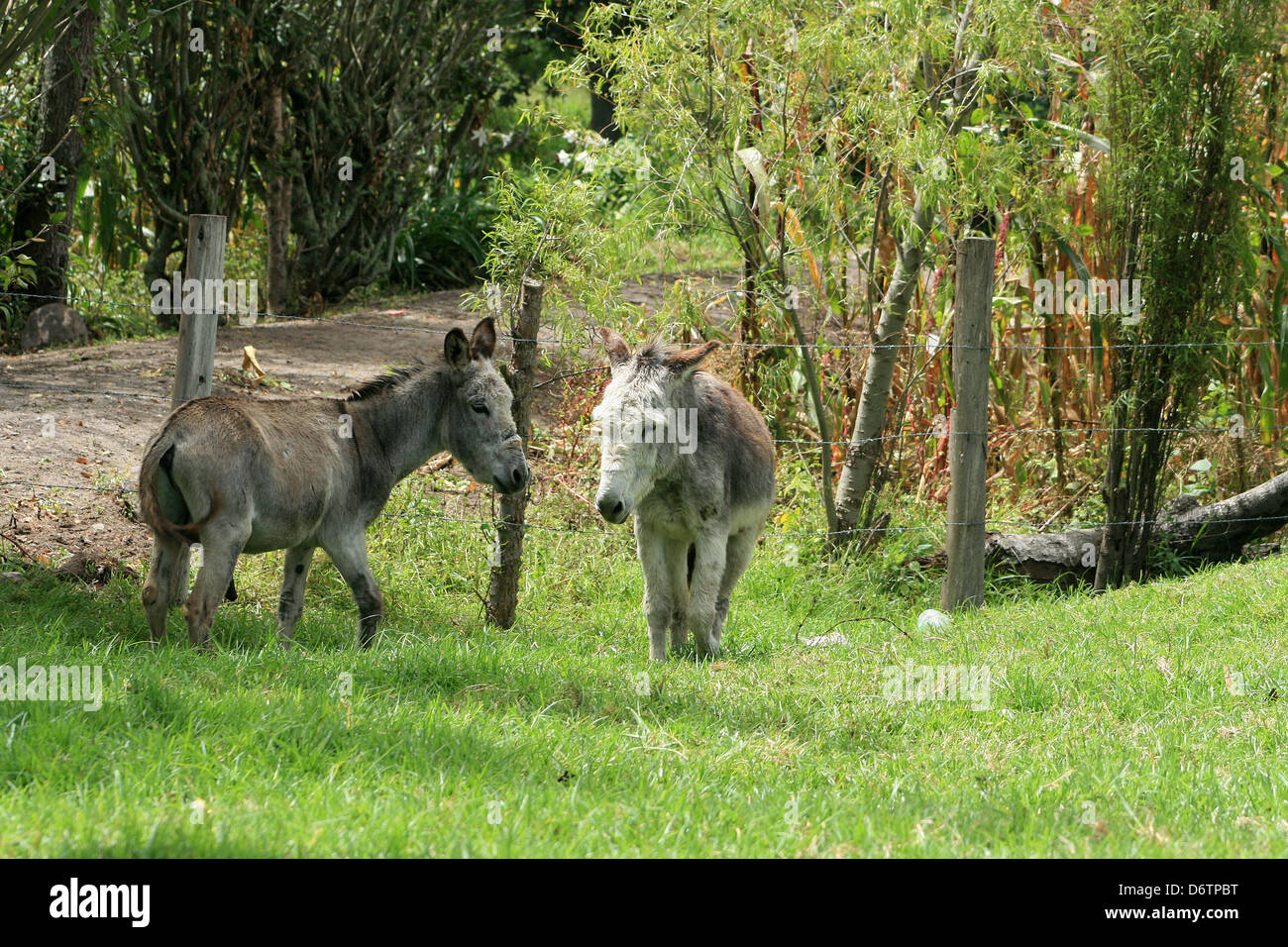 Donkeys in a farmers pasture in Cotacachi, Ecuador Stock Photo - Alamy