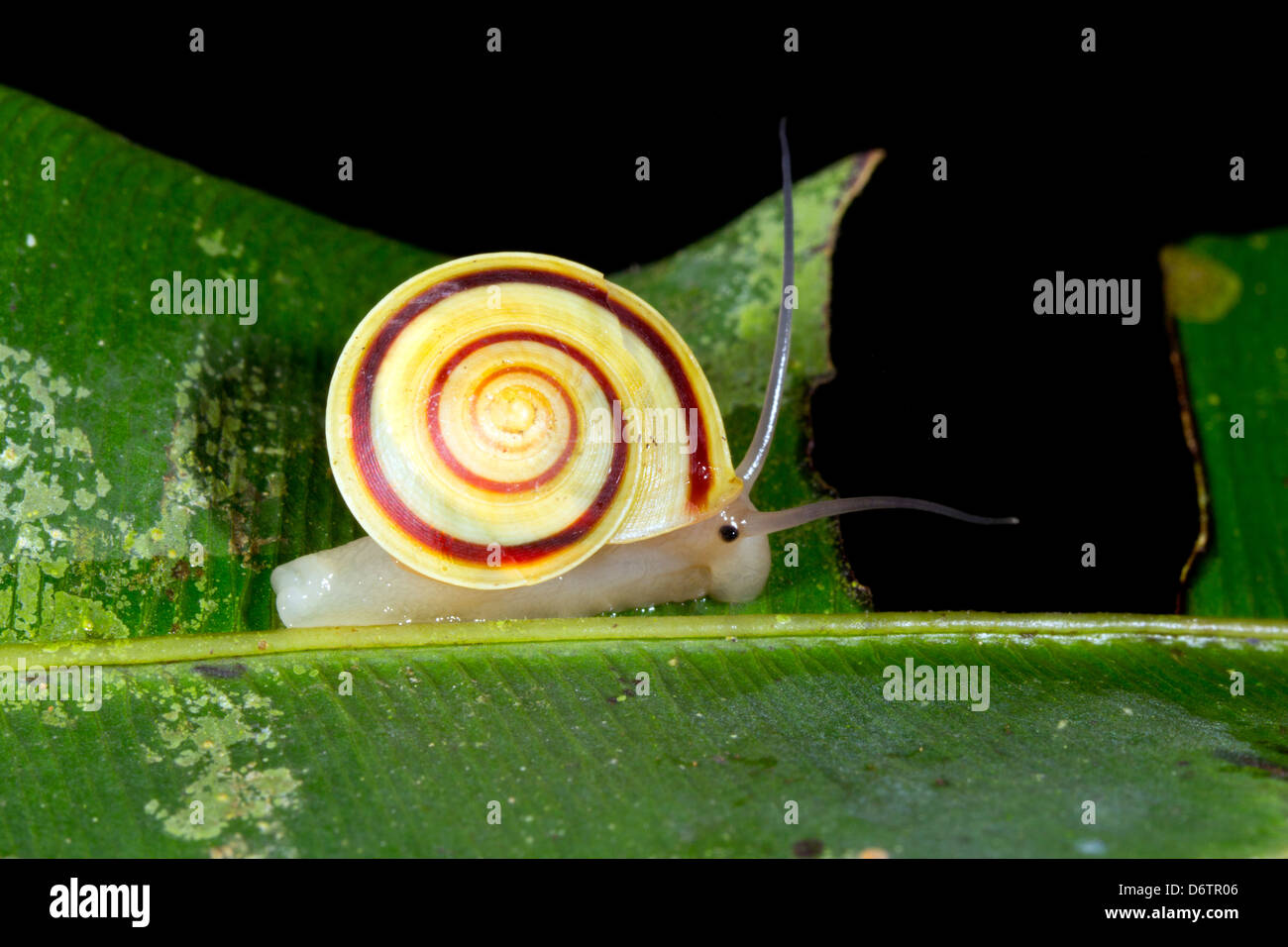 A small banded snail active in the rainforest understory at night, Ecuador Stock Photo