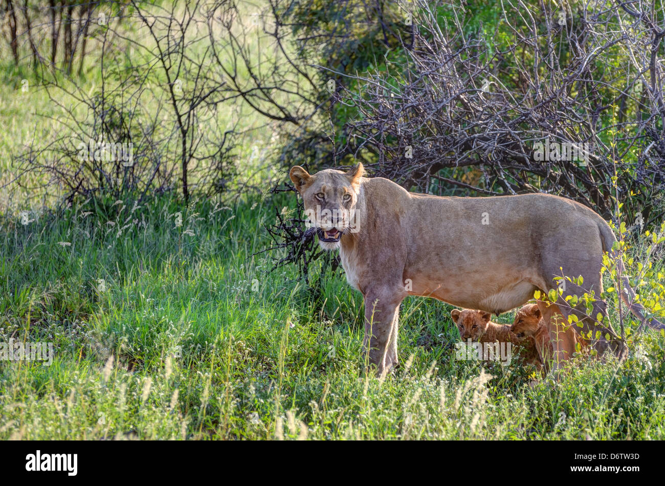 lion and her cubs Stock Photo